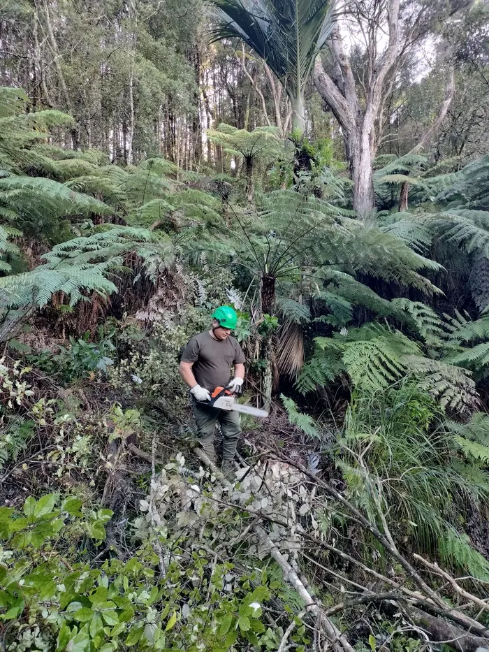 Arborist with chainsaw clearing native bush